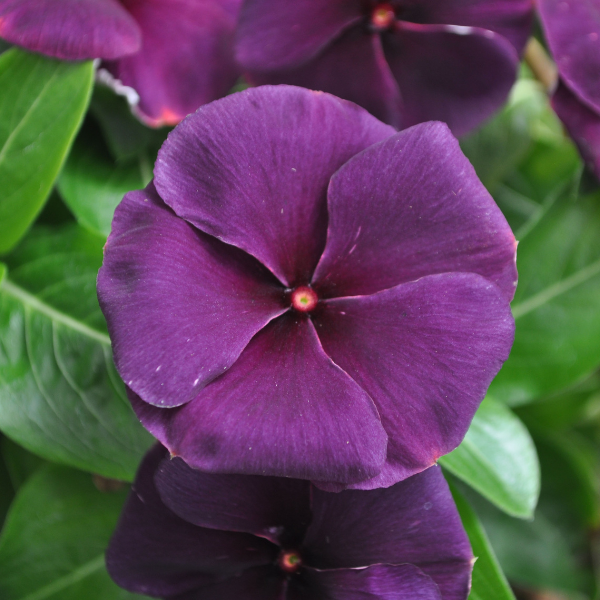 Vinca catharanthus roseus 'Quasar Deep Space Blue'