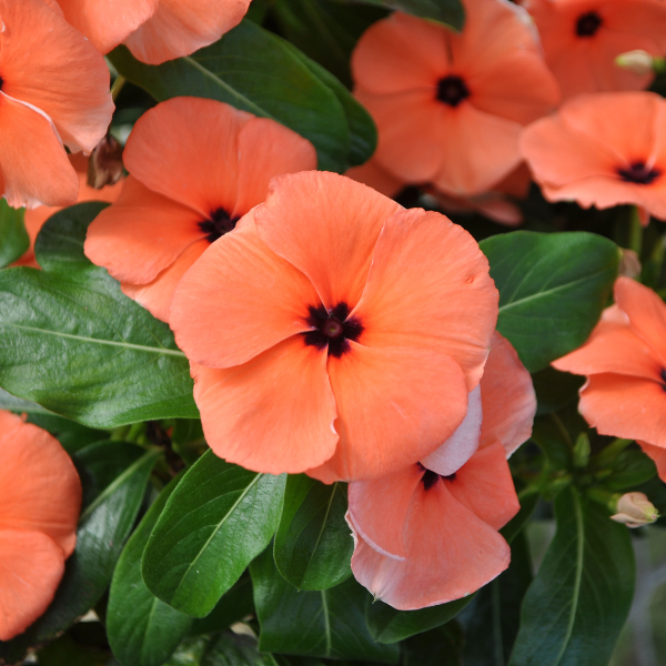 Vinca catharanthus roseus 'Quasar Orange Target'