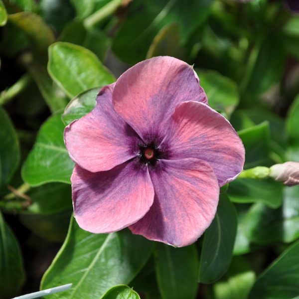 Vinca catharanthus roseus 'Quasar Plum Swirl'