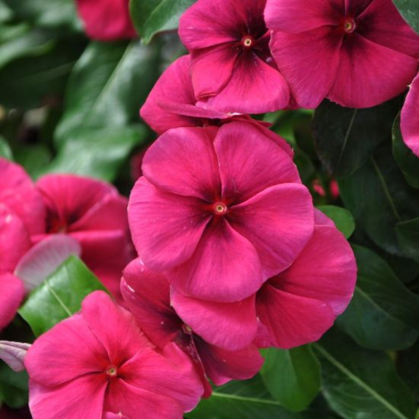 Vinca catharanthus roseus 'Quasar Raspberry Target'
