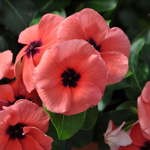 Vinca catharanthus roseus 'Quasar Salmon Target'