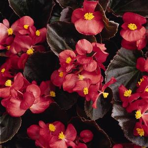 Begonia semperflorens cultorum 'Harmony Plus Scarlet'