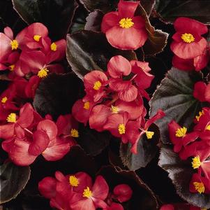 Wax Begonias