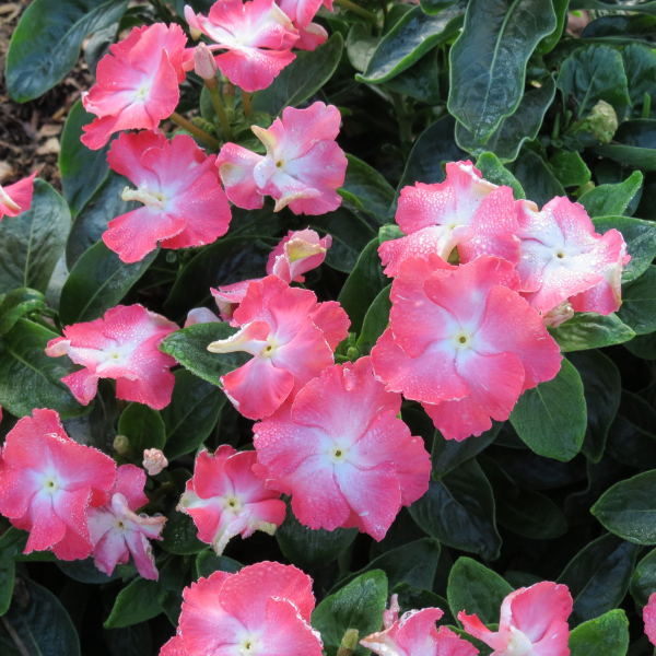 Vinca catharanthus hybrid 'Soiree Flamenco Salmon Glow'