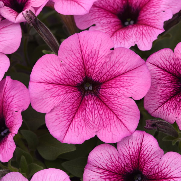 Petunia hybrida 'Easy Wave Rose Fusion'