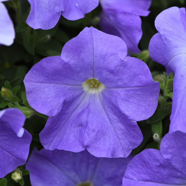 Petunia hybrida 'Easy Wave E3 Sky Blue'