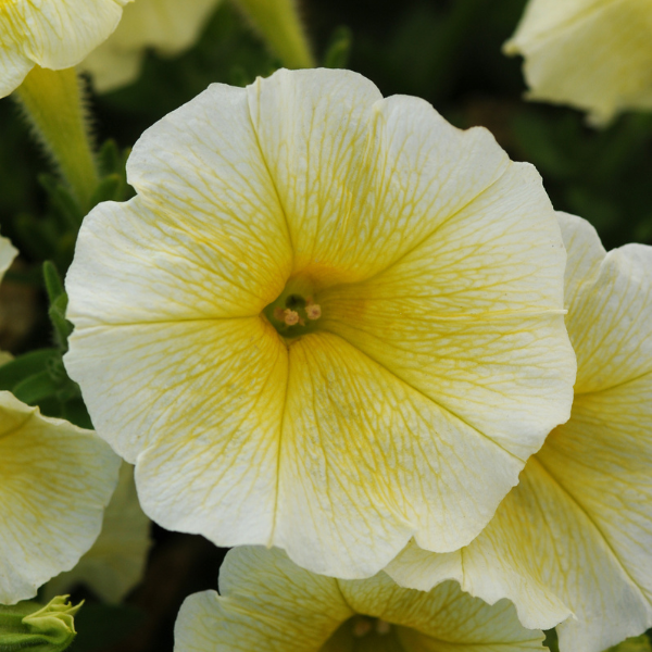 Petunia hybrida 'Easy Wave E3 Yellow'