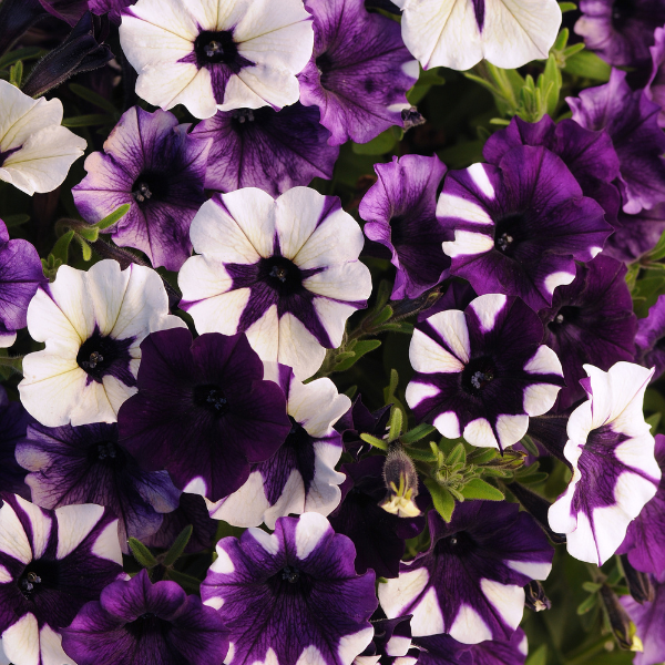 Petunia hybrida 'Shock Wave Purple Tie Dye'