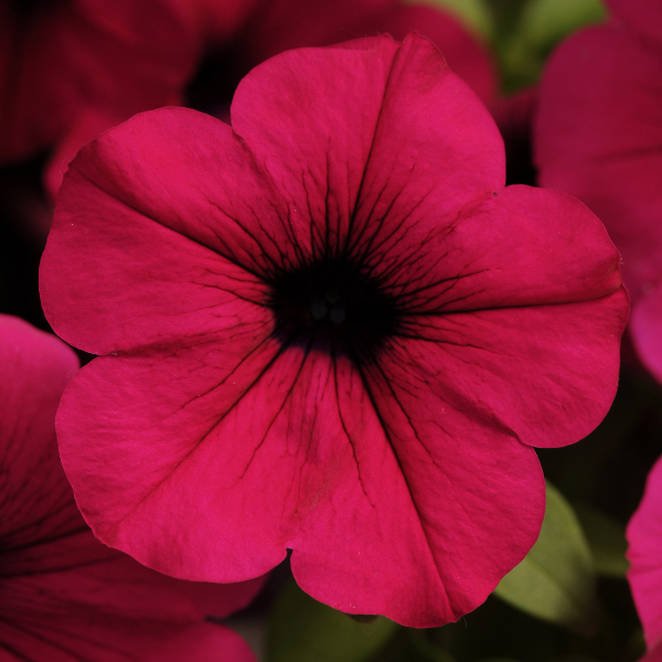 Petunia hybrida 'Wave Purple'