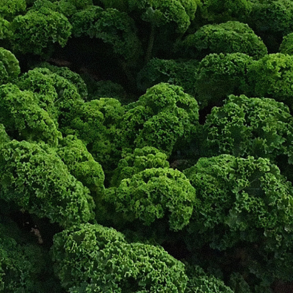 Vegetable 'Kale Prizm'