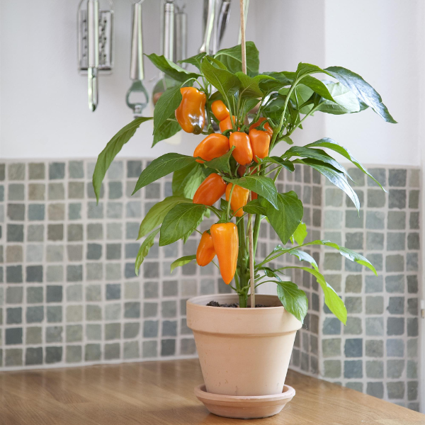 Vegetable 'Pepper Fresh Bites Orange'