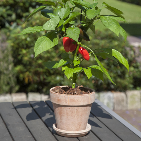 Vegetable 'Pepper Fresh Bites Red'