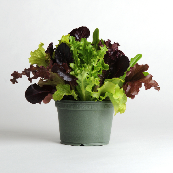 Vegetable 'Lettuce Alfresco Mix'