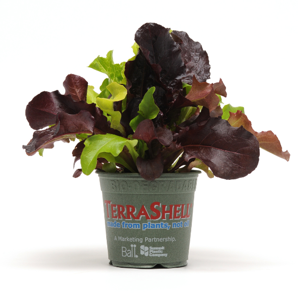 Vegetable 'Lettuce City Garden Mix'