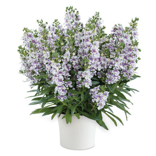 Angelonia 'Alonia Bicolor Voilet'