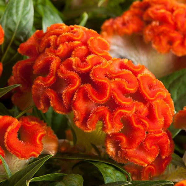 Celosia cristata 'Twisted Dark Orange'