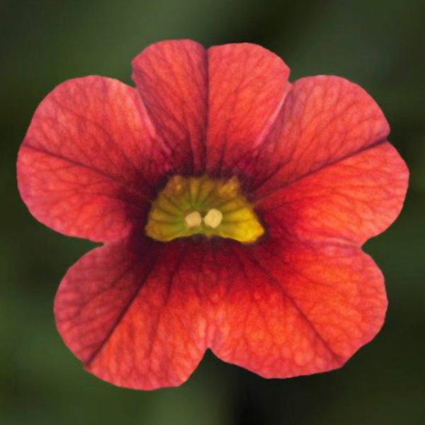 Calibrachoa hybrida 'Callie Deep Orange'