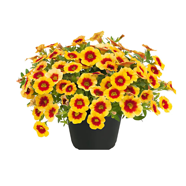 Calibrachoa hybrida 'Unique Apricot Punch'