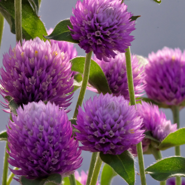 Gomphrena globosa 'Ping Pong Purple'