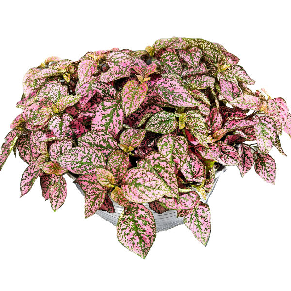 Hypoestes phyllostachya 'Lotty Dotty Pink'