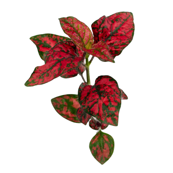 Hypoestes phyllostachya 'Lotty Dotty Red'
