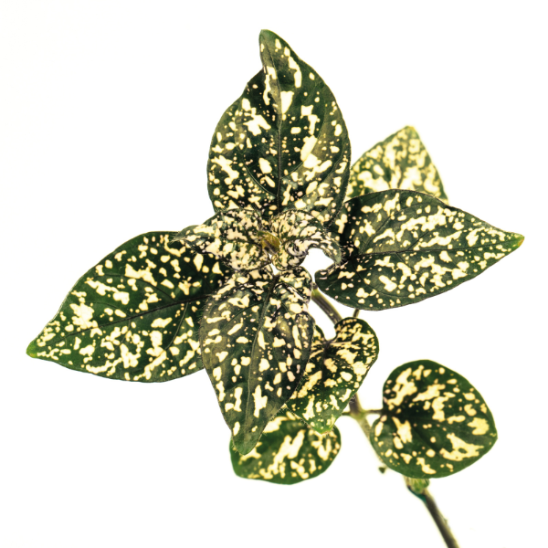 Hypoestes phyllostachya 'Lotty Dotty White'