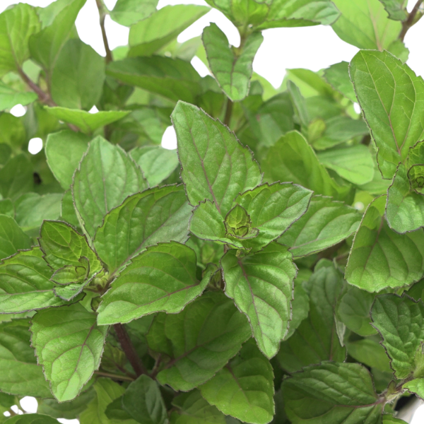Herb mentha x piperita 'Mint Orange'