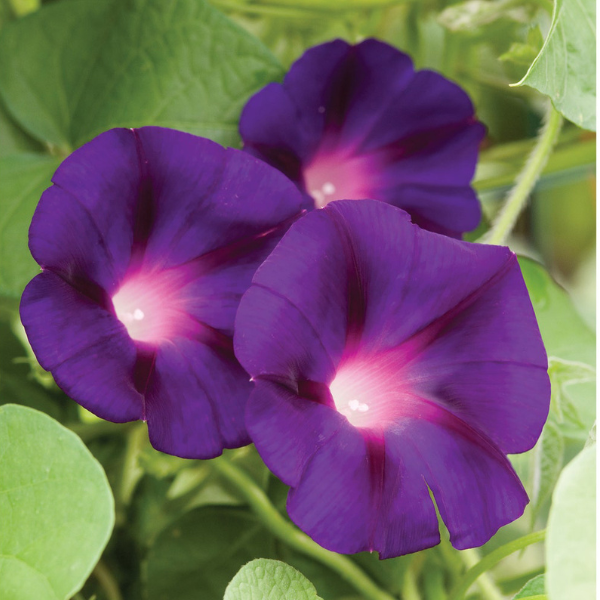 Morning Glory ipomoea tricolor 'Grandpa Ott'