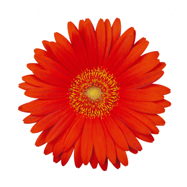 Gerbera jamesonii 'Garden Garvinea Sweet Glow'