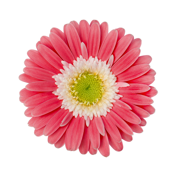 Gerbera jamesonii 'Garden Garvinea Sweet Memories'