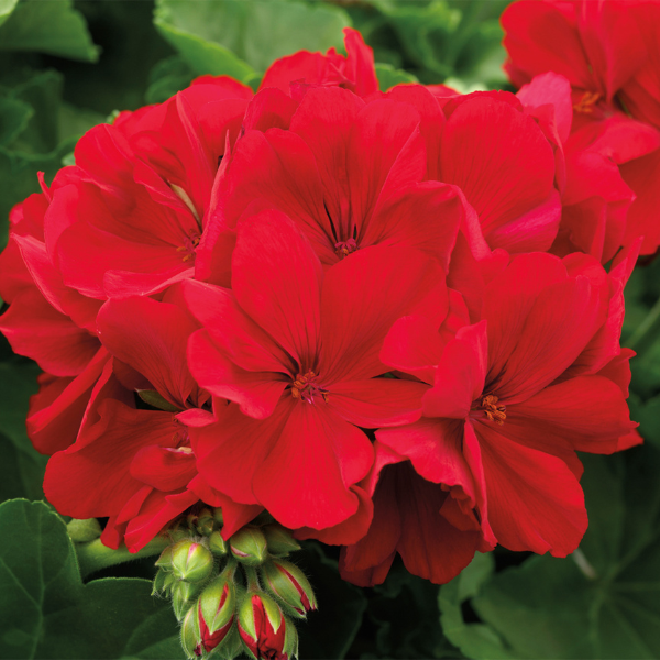 Geranium Zonal pelargonium zonale 'Calliope Large Dark Red'