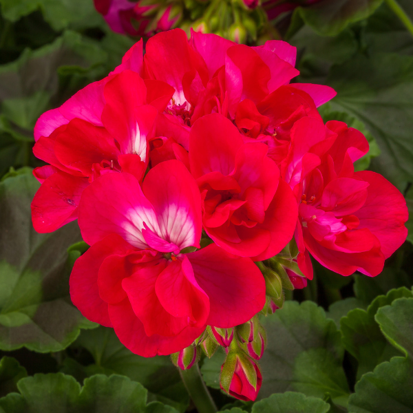Geranium Zonal pelargonium zonale 'Calliope Medium Hot Rose'