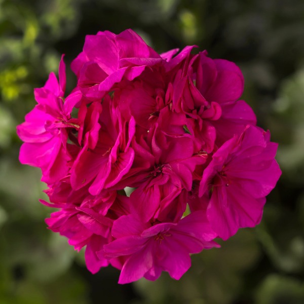 Geranium Zonal pelargonium zonale 'Calliope Cascade Violet'