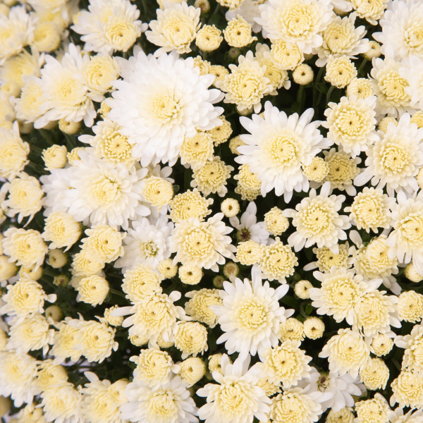 Mum chrysanthemum x morifolium 'Angela White'