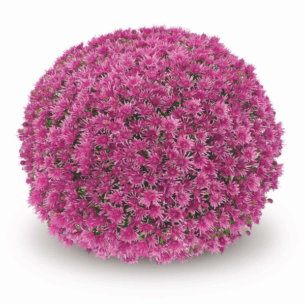 Mum chrysanthemum x morifolium 'Baoli Lilac'