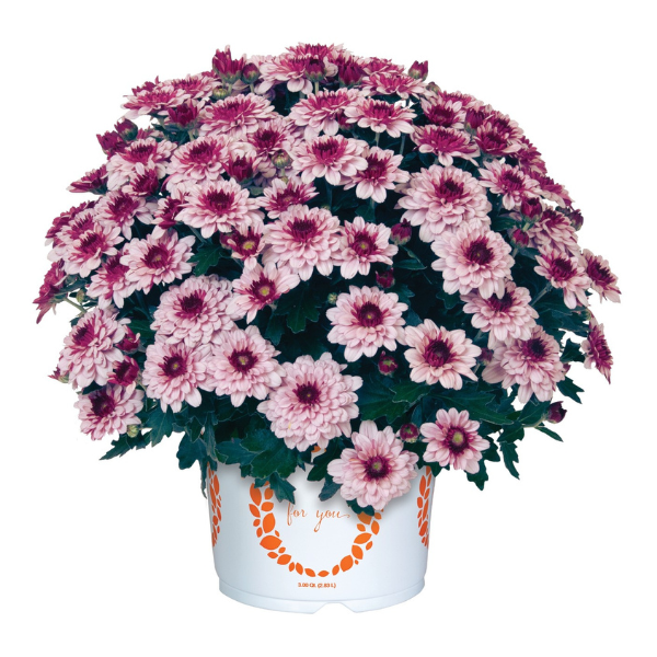 Mum chrysanthemum x morifolium 'Berry Blast Bicolor'