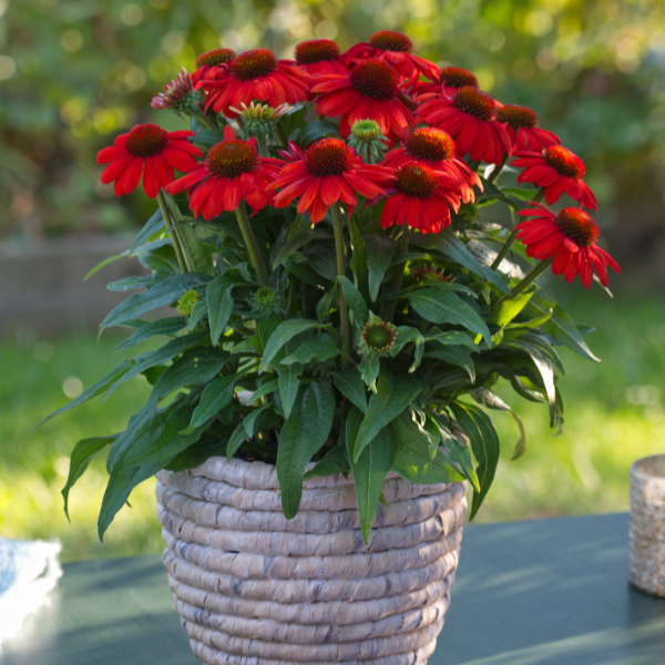 Echinacea hybrid 'Sunmagic Vintage Electric Orange'