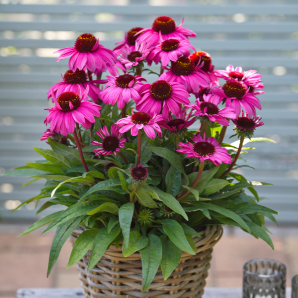 Echinacea hybrid 'Sunmagic Vintage Hot Pink'