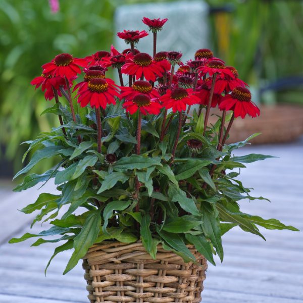 Echinacea hybrid 'Sunmagic Vintage Hot Red'