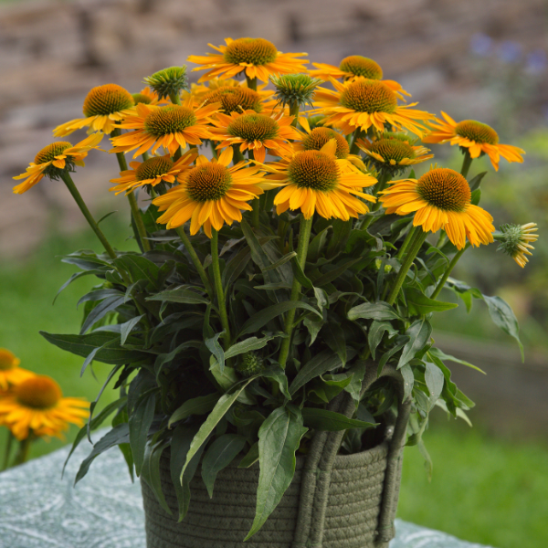 Echinacea hybrid 'Sunmagic Vintage Mango'
