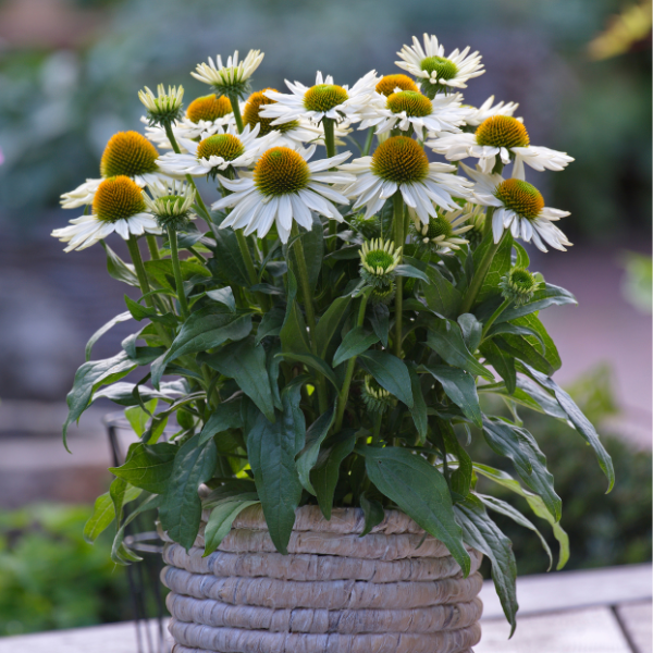 Echinacea hybrid 'Sunmagic Vintage Pearl White'