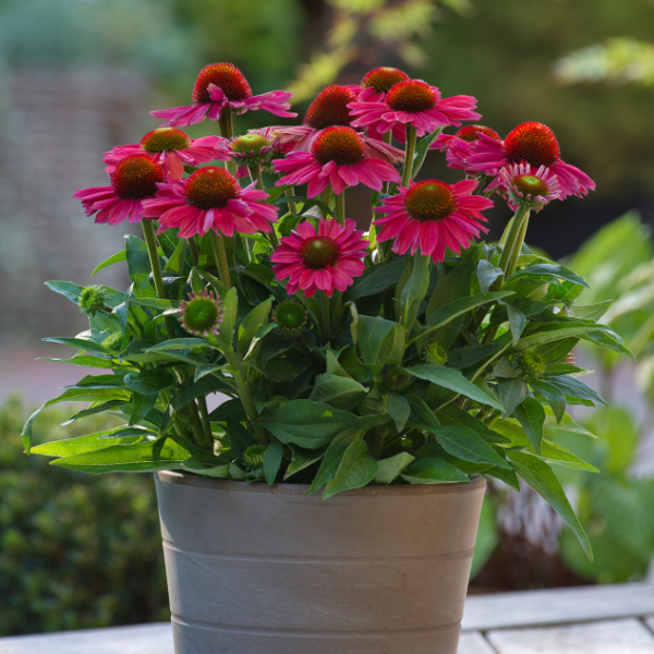 Echinacea hybrid 'Sunmagic Vintage Watermelon'