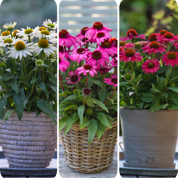 Echinacea hybrid 'Sunmagic Vintage Mix White/Pink/Watermelon'