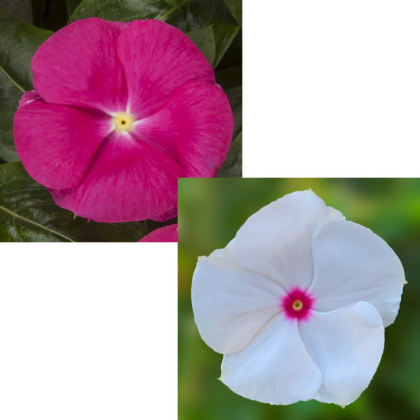 Vinca catharanthus roseus 'Cora Cascade Bright Rose/Polka Dot'