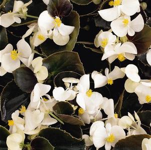 Begonia semperflorens cultorum 'Harmony Plus White'