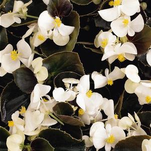 Wax Begonia