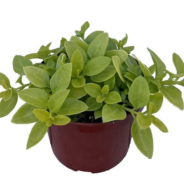 Aptenia cordifolia 'Golden Cascade'