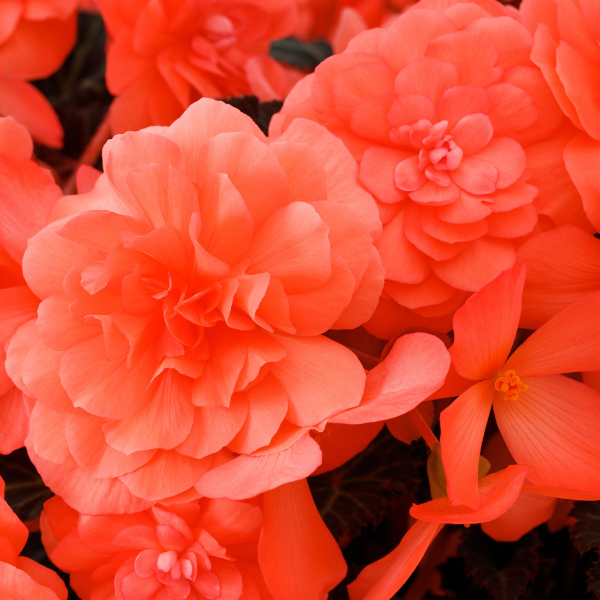 Begonia hybrid 'iCandy Coral Pink'