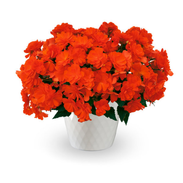 Begonia hybrid 'iCandy Inferno'
