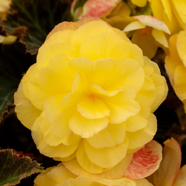 Begonia hybrid 'iCandy Lemon Yellow'